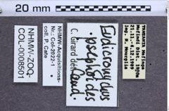 Etikette zu Eudicronychus psephoides (NHMW-ZOO-COL-0008501)